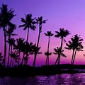 Beach Palm Tree Sunset Purple