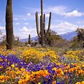 Beautiful Arizona Wildflowers