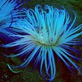 Beautiful Sea Anemone