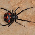 Biggest Black Widow Spider