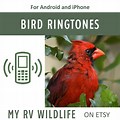 Bird Ringtone