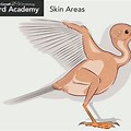 Bird Wing Anatomy without Feathers
