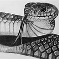 Black Mamba Snake Drawing