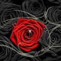 Black and Red Rose Wallpaper White Background