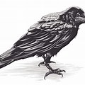 Black and White Crow Art