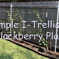 BlackBerry Fence Trellis