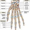 Bones of the Wrist and Hand with Notes