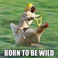 Born to Be Wild Meme