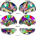 Brain Atlas Mapping Template