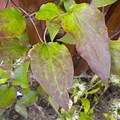 Brown Leaves On Clematis