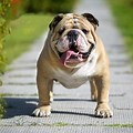 Bulldog Cute Full-Grown
