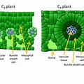 C3 vs C4 Leaf Structure
