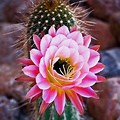 Cactus Flower Plant