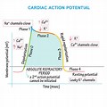 Cardiac Cell Action Potential
