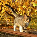 Cat Autumn Sun and Leaves