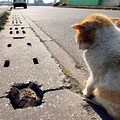 Cat Laying Down in a Pothole Meme