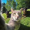 Cat and Dog Selfie Meme