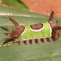 Caterpillar Bug in Athens GA