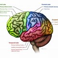 Cerebral Cortex Areas