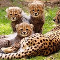 Cheetah Habitat for Kids