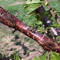 Cherry Tree Canker