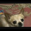 Chihuahua the Yapping