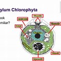 Chlorophyta Cell Wall