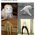 Choose Your Fighter Cat Meme