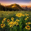 Colorado Wildflowers High Resolution