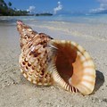 Conch Horn Sea Shell