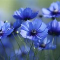 Cosmos Flower Colors Blue