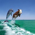 Cow Dolphin Wallpaper