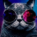 Crazy Cat Galaxy Wallpaper