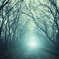 Creepy Forest with Trees and Fog