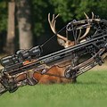 Crossbow Deer Hunting