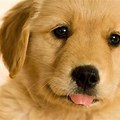 Cute Dogs Golden Retriever Puppy