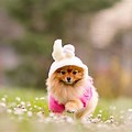 Cute Wallpapers for Free