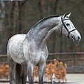Dapple Grey Warmblood Horse