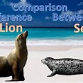 Difference Between a Seal and Sea Lion