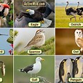Different Types of Birds Animal