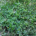 Different Weeds in Grantsville Utah