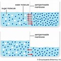 Diffusion of Water in Cell Membrane