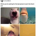 Dog Zoom Call Meme