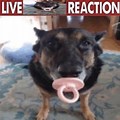 Dog with Pacifier in Mouth Tik Tok Meme