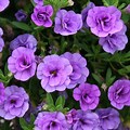 Double Layer Purple Flower