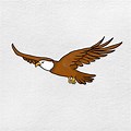 Eagle Flying Drawing with Head Looking Up