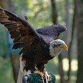 Eagles Native to Georgia