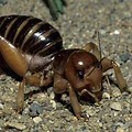 Elko Nevada Jerusalem Cricket