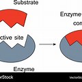 Enzyme-Substrate Complex Diagram