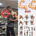 Exercises That Work Biceps